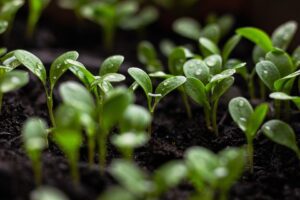 Read more about the article 10 Tips for Creating a Sustainable Garden