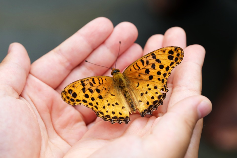 Read more about the article Attracting Butterflies to Your Garden: Tips and Tricks