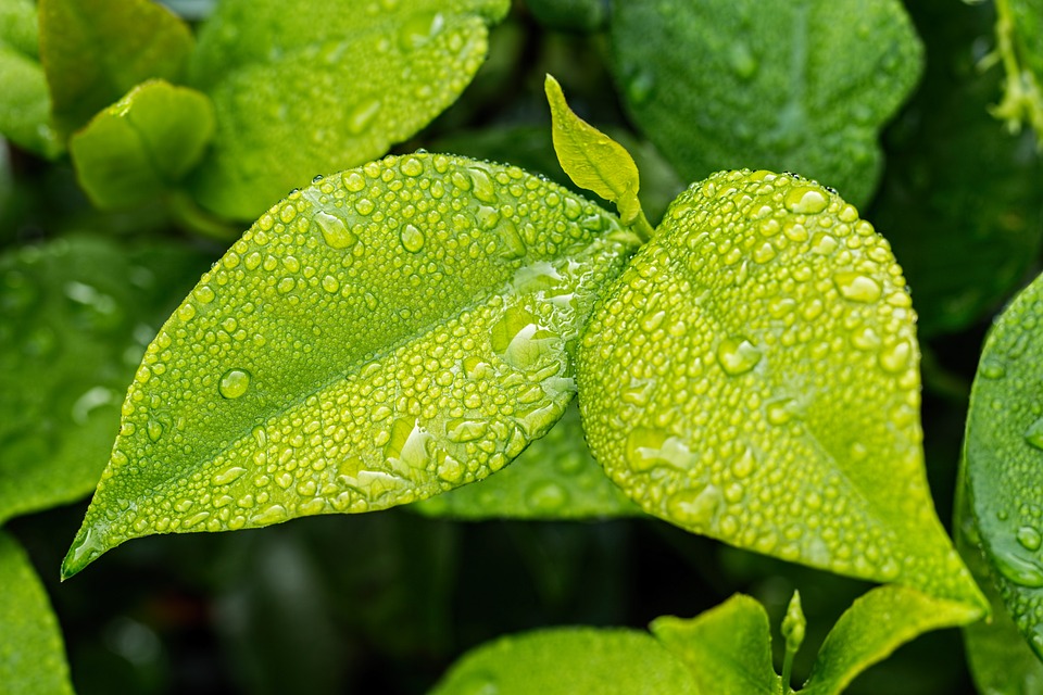 Read more about the article Capturing the Beauty: Tips for Garden Photography