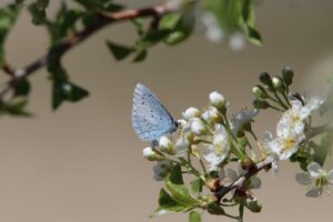 Read more about the article The Importance of Biodiversity in Your Garden