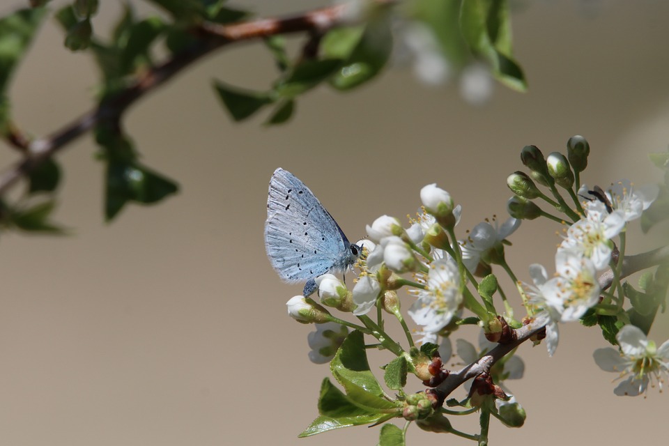 You are currently viewing The Importance of Biodiversity in Your Garden